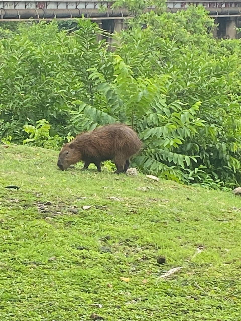 Capibara en una zona de césped