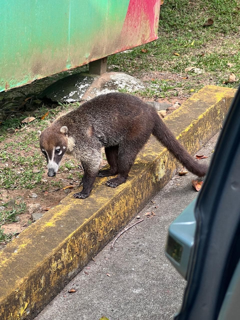 Coatí caminando junto a una construcción