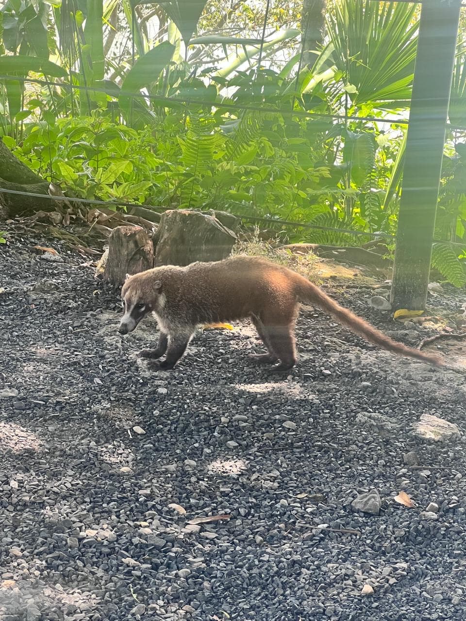 Coatí entre árboles y hojas caídas