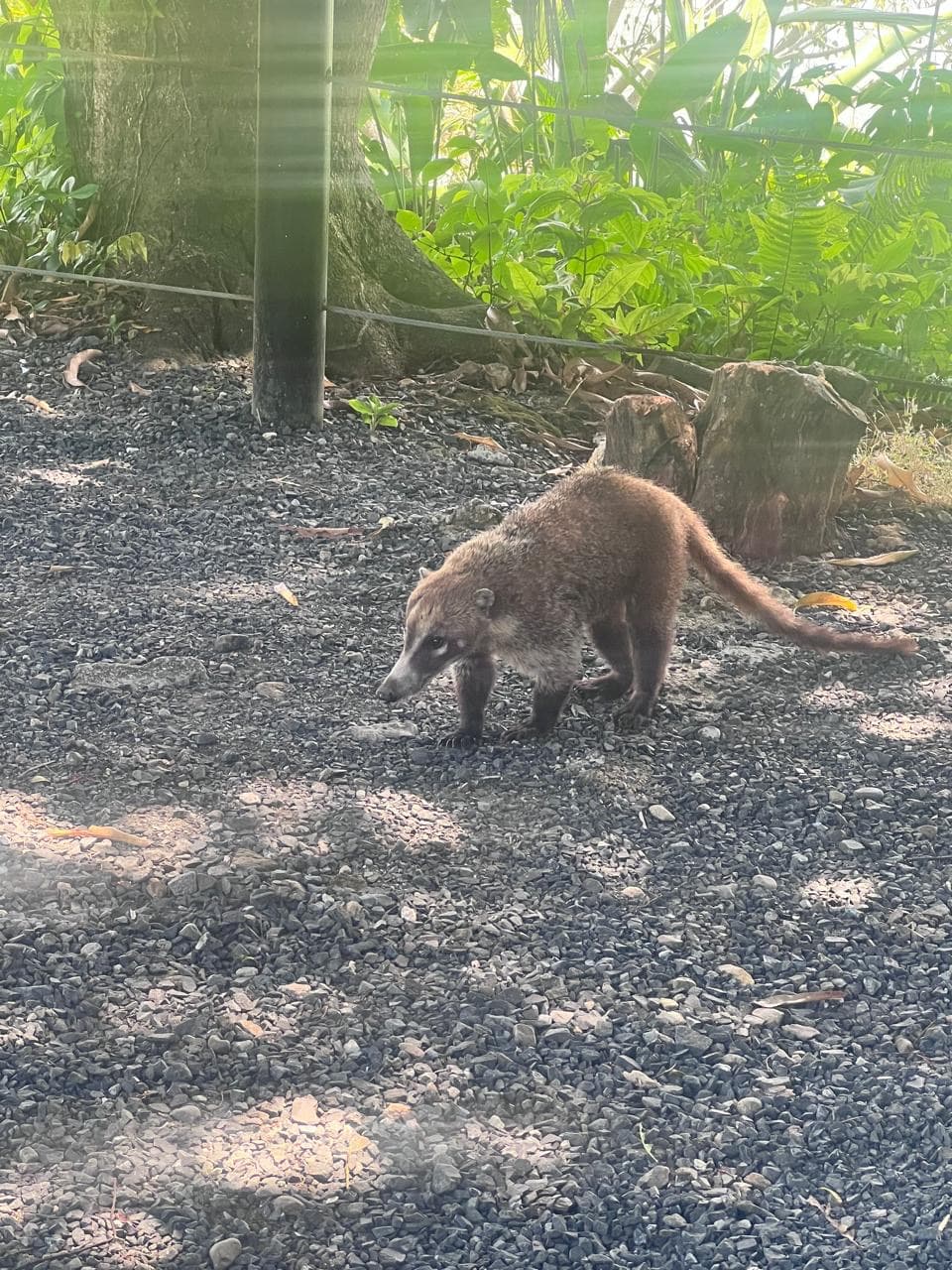 Coatí buscando en el suelo del bosque