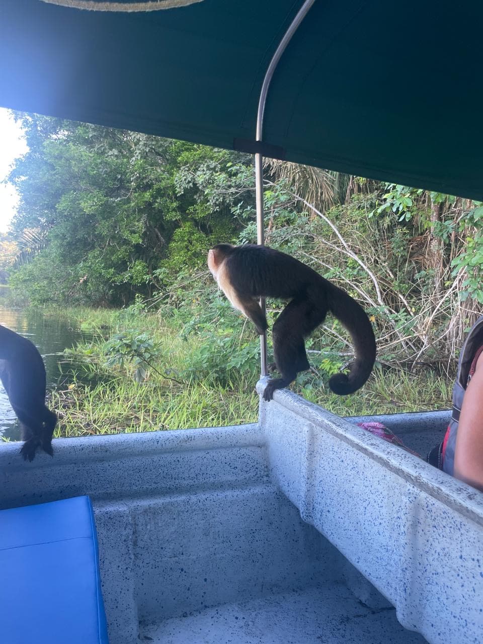 Mono junto a la borda de un bote en Gamboa