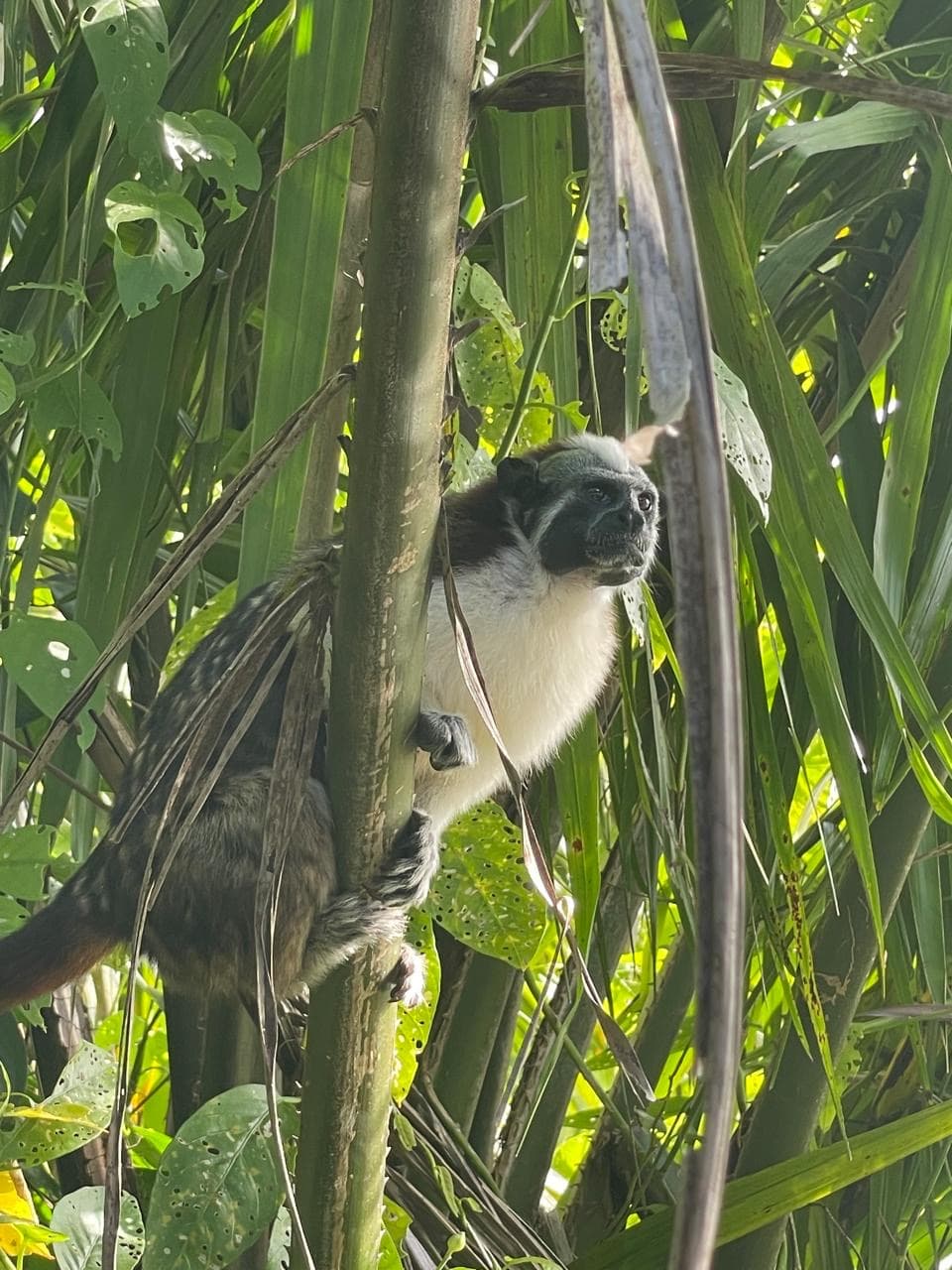 Tamarín entre hojas largas en Gamboa